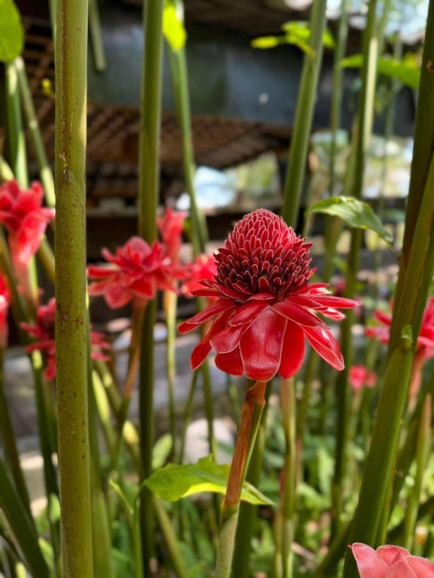 Greenheart Garden View Camp Phuket Kata Plajı Dış mekan fotoğraf