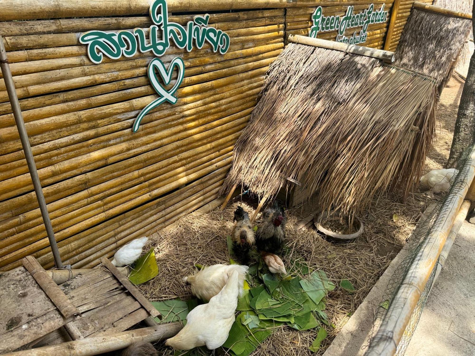 Greenheart Garden View Camp Phuket Kata Plajı Dış mekan fotoğraf