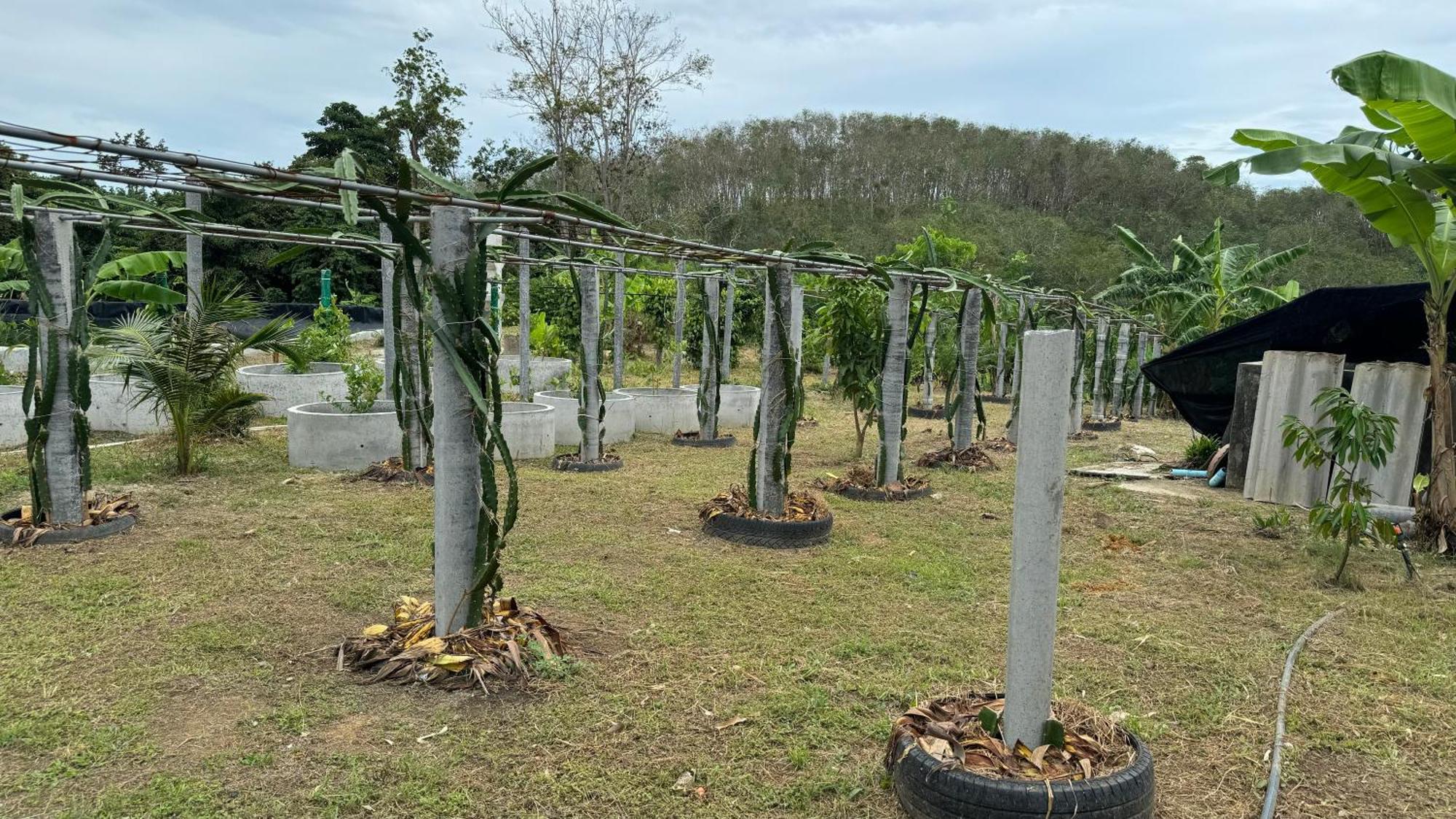 Greenheart Garden View Camp Phuket Kata Plajı Dış mekan fotoğraf