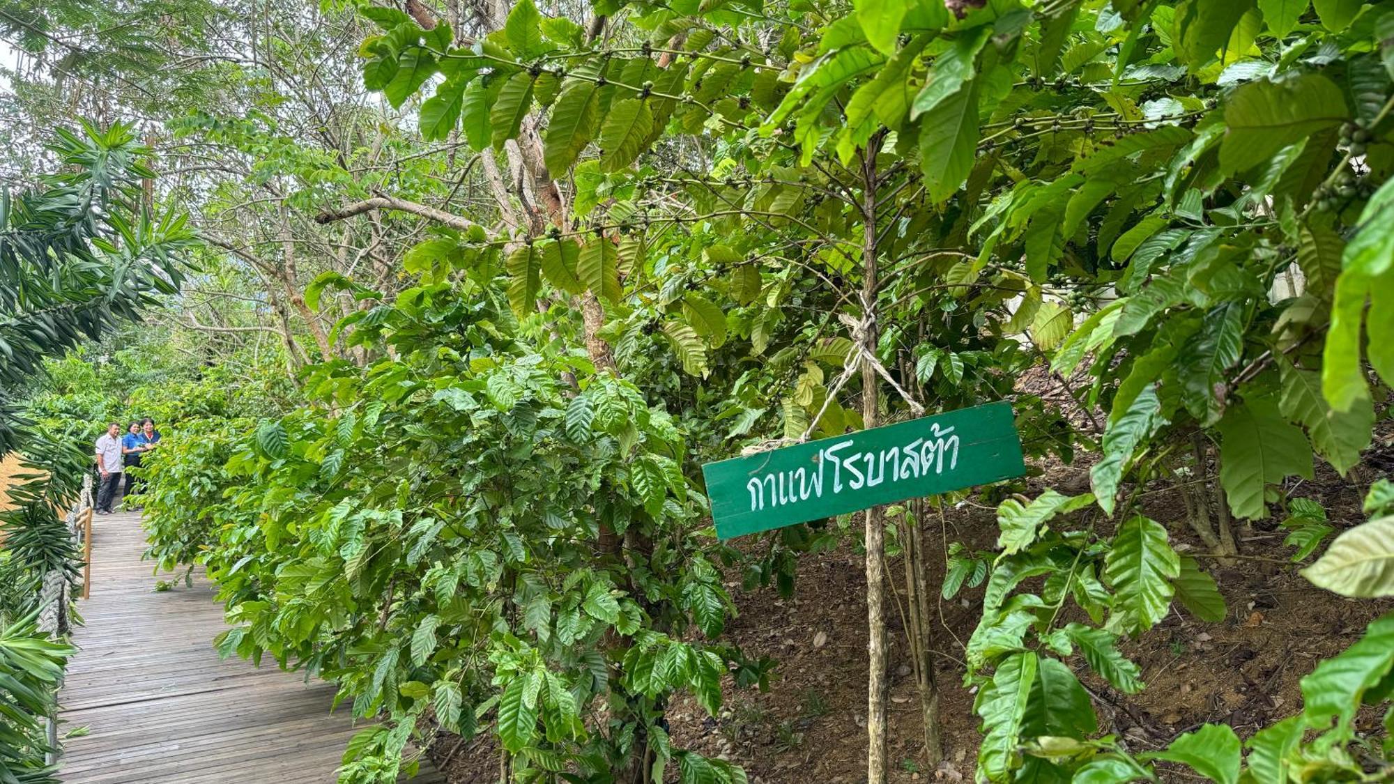 Greenheart Garden View Camp Phuket Kata Plajı Dış mekan fotoğraf